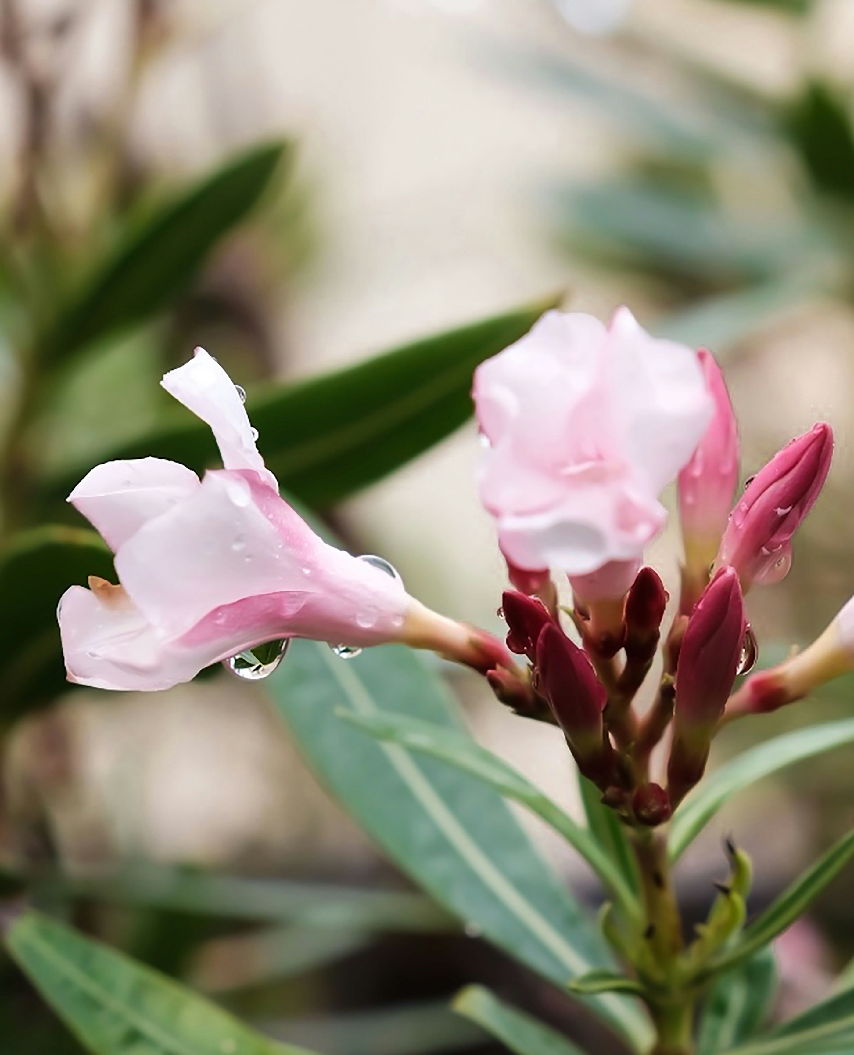 pink flowers